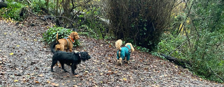 Small group of dogs walking