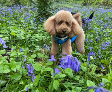 Archie explores Kings Weston
