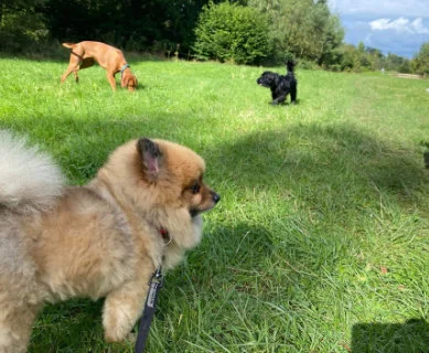 Leo, Xavi, Stella and Tinto at Sneed Park
