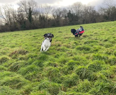 Jasper & Winnie, stick-mad at Blaise Castle