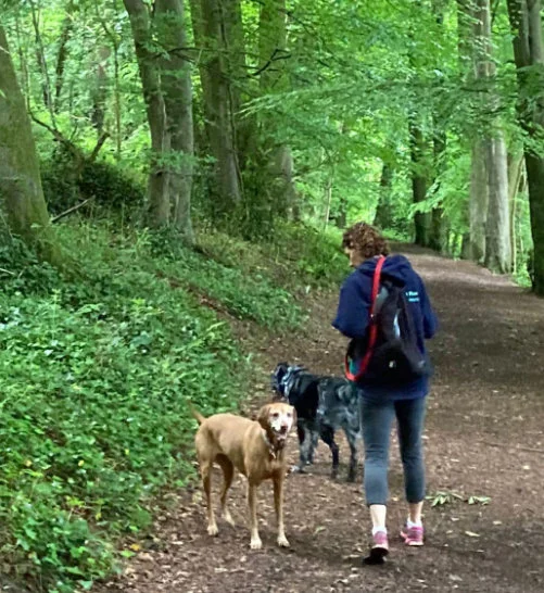 Forest Dog Walking